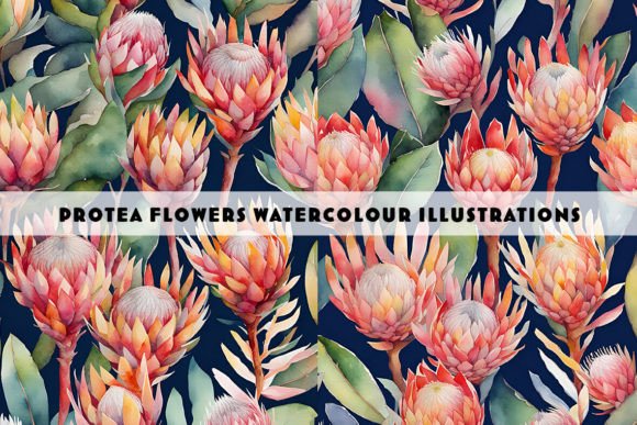 Protea Flowers Watercolour Duo: Illustrations for Branding