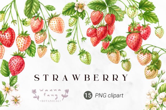 Strawberry Fruit Watercolor Clipart, PNG: Illustrations Review